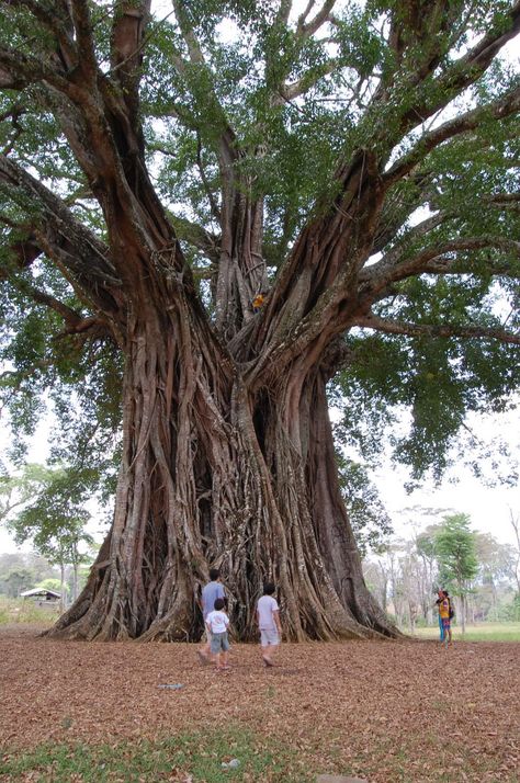 The “Wonder Tree” of Canlaon City   Dubbed as the “Wonder Tree” by the locals, this Balete tree is the oldest recorded tree in the province and possibly even in the country.  It is believed to be 1,328 years old. So old that the tree was already standing long before the Philippines was discovered by Magellan! The colossal tree mightily stands in the middle of rice and coffee plantations in OISCA Farm in Lumabao. Trees In Philippines, Balete Tree Philippines, Philippine Trees, Sweet Olive Tree, Beautiful Philippines, Philippine Islands, Urban Legend, Celtic Tree Of Life, Old Tree