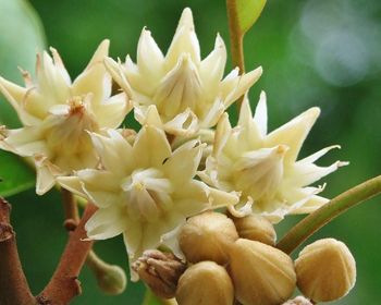 Bakula flowers, Mimusops elengi; a plant from India w/interesting properties Spanish Cherry, Fruit Bearing Trees, Tropical Forests, Growing Grass, Indian Flowers, Moon Garden, Flower Therapy, Unique Trees, Grass Seed