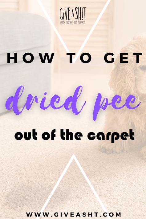 Clean Rugs Pets Dog Urine, Dog Pee Smell Out Of Carpet Diy, How To Get Pee Stains Out Of Carpet, Removing Dog Urine From Carpet, Getting Pee Smell Out Of Carpet, Best Carpet Cleaner For Pet Urine, Diy Pet Urine Carpet Cleaner, How To Clean Pee Out Of Carpet, Remove Pee Smell From Carpet