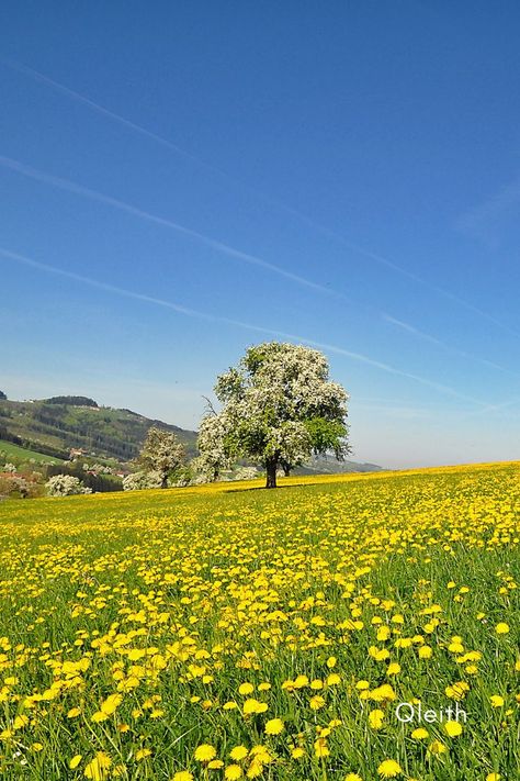 Sky Day, Pretty Trees, Yellow Sky, Grass Field, Sky Landscape, Flower Landscape, Clear Blue Sky, Flower Background Wallpaper, Summer Sky