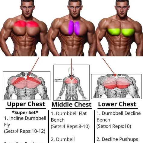 Pectoral Exercises, Dumbbell Chest Workout, Chest Workout For Men, Chest Workout Routine, Workout Bench, Chest Exercises, Best Chest Workout, Pectoral Muscles, Gym Workouts For Men