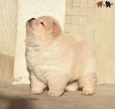 White Chow Chow, Chow Chow Dog, Chow Chow Puppy, Cute Little Puppies, Pretty Animals, Silly Animals, Fluffy Animals, Little Puppies, Cute Cats And Dogs