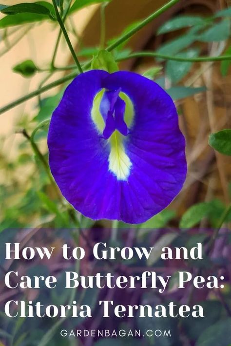 How to Grow and Care Butterfly Pea: Clitoria Ternatea - Garden Bagan Butterfly Pea Flower Growing, Growing Butterfly Pea Flower, Butterfly Pea Flower Plant, Butterfly Pea Flower Uses, Clitoria Ternatea Flower, Butterfly Pea Plant, Forest Recipes, Homestead Projects, Grow Butterflies