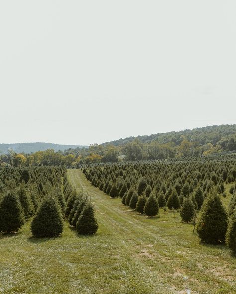 Winky thinks that everyone should sign up for a Christmas Tree Farm mini session 😁🎄 I scouted the farm this week and it’s incredible! I’m SO excited for all of the sessions that I’ll get to do there this fall! Details in my bio! Farm Mini Session, Christmas Tree Farm Mini Session, Tree Farm Mini Session, Tree Farm, Christmas Tree Farm, Mini Session, Tree Farms, The Farm, So Excited