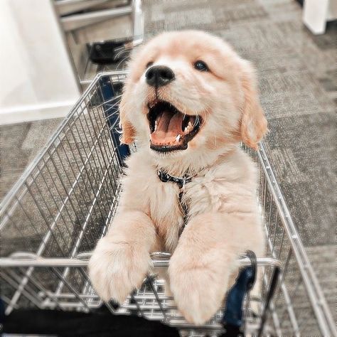 #puppy #aesthetic #pfp #doggies #aestheticpup #aestheticpuppy #puppies #dog #animals #aestheticanims A Puppy, Shopping Cart, A Dog, Silver