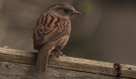 My first ever Dunnock and he sat happily on the fence less than 3ft from me posing for many, many photos. Not as #shy as I’ve been led to believe. #dunnock #hedgewarbler #hedgesparrow @rspb_love_nature #rspb #brown #moodytones #wood #bird #instanature #nofilter #instabird #picoftheday #photooftheday #feathers #wingedcreature #natgeo #wingedcreatures #naturephotography #wildlife #wildlifephotography #sarahbradbury #birdwatching Brown Bird Aesthetic, Surrane Jones, Vibe Brown, Brown Bugs, Brown Theme, Brown Nature, Bug Boy, Beautiful Brown Eyes, Phone Decor