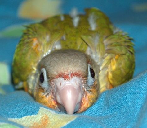 Pineapple Conure, Bird Owner, Conure Bird, Beautiful Parrots, Green Cheek Conure, Conure Parrots, Big Birds, Funny Parrots, Crazy Bird