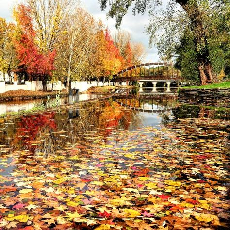 Autumn Vibes in Sertã Portugal 🍁🍁🍁🍁🍁🍁🍁🍁🍁 2019 - Day 316 of 365 🍁🍁🍁🍁🍁🍁🍁🍁🍁 #sertã #portugal  #autumn #autumnvibes  #autumnvibes #autumncolors… Winter In Portugal, Portugal In The Fall, Portugal Winter Travel, Portugal In October, Lagos Portugal Old Town, Autumn Vibes, My Heritage, Portugal