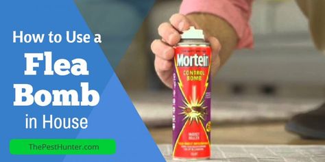 How Can You Use a Flea Bomb in Your House Properly and Safely Flea Bomb, Flea Infestation, Flea Spray, Flea Prevention, Safety Tips, Bedroom Inspirations, How Can, Canning, Bedroom