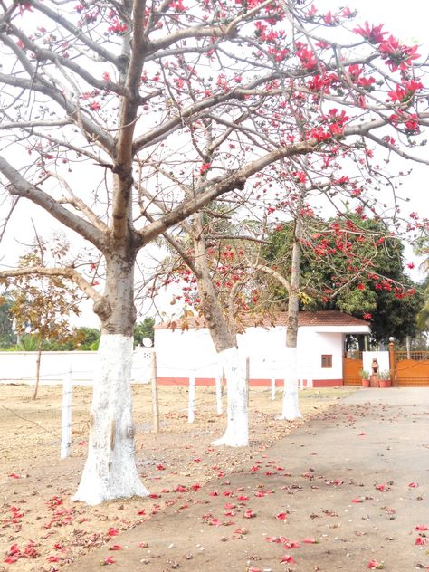 A beautiful Bombax ceiba or Red Silk Cotton tree in India. Sahabi Tree, Kadamba Tree, Khajoor Tree, Flowering Trees In India, Kanzan Cherry Tree, Big Rangoli Designs, Light Of Life, Red Silk, Rangoli Designs