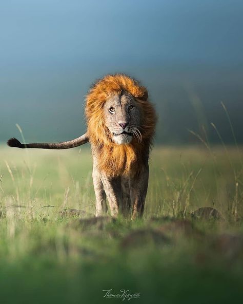 @wildlife.hd: “Photo by @thomasvijayan Tale of the tail! #lion #wild #nature #wildlife #animals #natures…” Lion Tail, Lion Image, Panthera Leo, Leo Lion, Lion Images, Nature Wildlife, Wild Nature, Wildlife Animals, Leopards