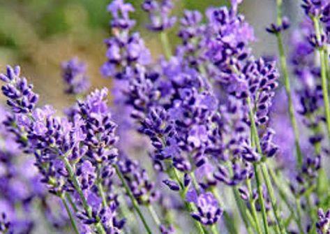 Amazon.com : 4 Phenomenal Lavender Plants in 4 Inch Pots : Patio, Lawn & Garden Phenomenal Lavender, Growing Lavender Indoors, Lavender Seeds, Growing Lavender, Mediterranean Plants, Pepper Plants, Plant Tags, Lavender Plant, Organic Fertilizer