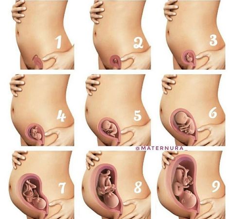 Pregnancy stages Prego Outfits, Medical Drawings, Basic Anatomy And Physiology, Toddler Biting, Pregnancy Week, Pregnancy Hormones, Plastic Canisters, Prenatal Workout, Small Computer