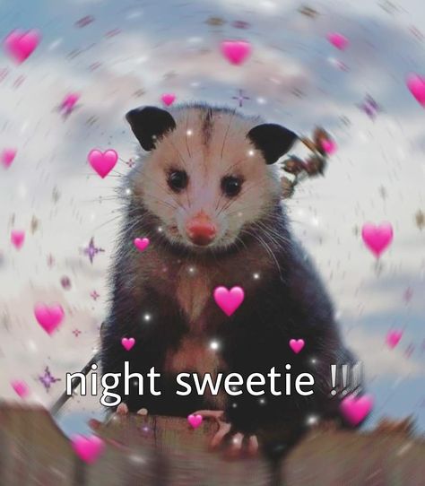 possum opossum goodnight wholesome reaction pic cute I Go Sleep Now Reaction Pic, Im Awake Reaction Pic, Cute Wholesome Reaction Pics, Goodnight Raccoon, Ur Cute Wholesome, Goodnight Pookie Bear Funny, Good Night Reaction Pic Cute, Silly Good Night, Goodnight Mood Pics