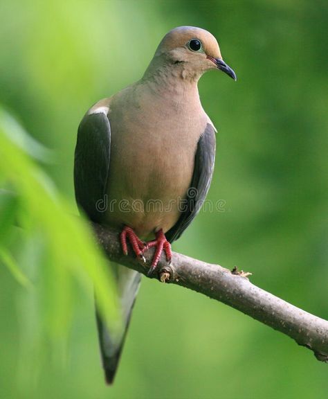 Mourning dove. Perched on a walnut branch in the MIssouri Ozarks , #Aff, #Perched, #dove, #Mourning, #walnut, #Ozarks #ad Drawing Refrences Pose Reference, Dove Symbolism, Animal Dictionary, Dove Season, Dove Drawing, American Indian Quotes, Cute Pigeon, Drawing Refrences, Animal Symbolism