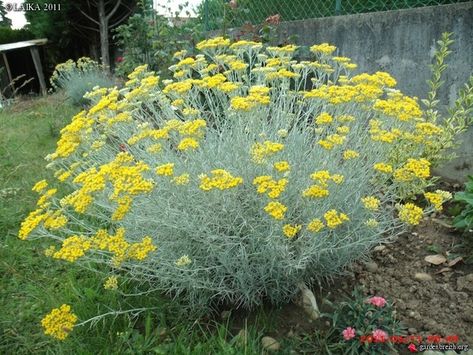 Curry plant (Helichrysum italicum) -Drought tolerant -Shrub (2' by 3') -Evergreen, summer flowers -Well-draining soil -Full sun Curry Plant, Drought Tolerant Shrubs, Helichrysum Italicum, Vegetable Beds Raised, Garden Therapy, Australian Plants, Garden Shrubs, How To Attract Birds, Garden Landscape