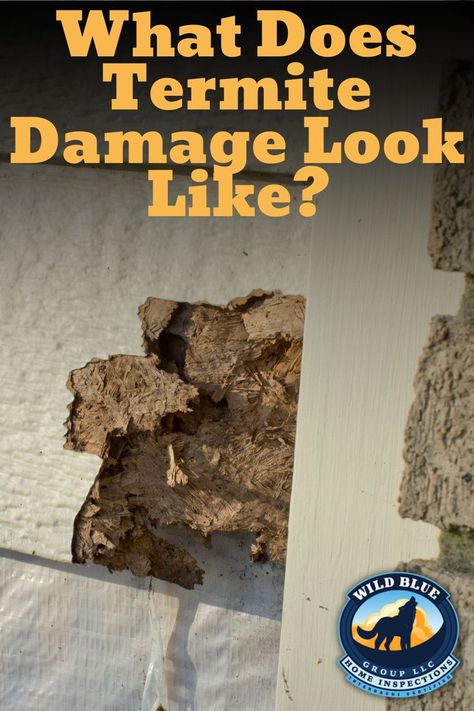 Did you know that termites can cause serious damage to your property? 🏚️🔍 Learn how to identify termite damage with this informative article. Knowledge is power in protecting your home! 💪 Check it out: Signs Of Termites, Drywood Termites, Ant Infestation, Termite Damage, Carpenter Ant, Termite Control, Home Inspection, Protecting Your Home, Knowledge Is Power