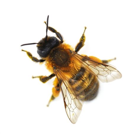 5 of the Most Common Pacific Northwest Bees - Ask Mr. Little Bee Activities, Flea Beetles, Carpenter Ant, Wild Bees, Bee Pictures, Solitary Bees, Mason Bees, Carpenter Bee, Garden Insects