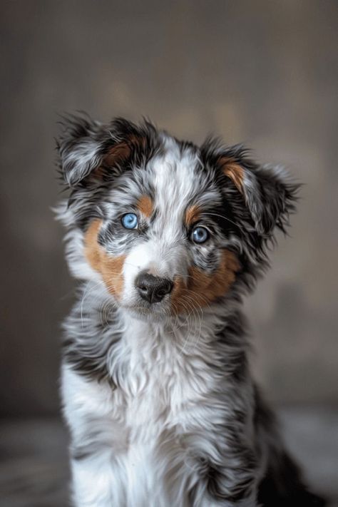 Australian Shepherd Blue Merle Puppy, Australian Shepherd With Blue Eyes, Australian Shepherd Blue Eyes, Blue Merle Australian Shepherd Puppy, Blue Merle Australian Shepherd, Tiny Baby Animals, Blue Merle Aussie, Merle Australian Shepherd, Chasing Butterflies