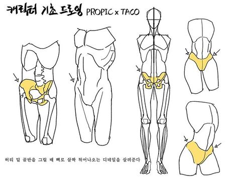 Taco Drawing, Bone Drawing, Anatomy Tutorial, Human Anatomy Drawing, Human Anatomy Art, Anatomy Sketches, Body Reference Drawing, 캐릭터 드로잉, Anatomy Drawing