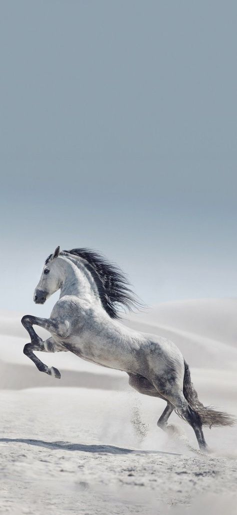 Old Money Equestrian, Horses Reference, Black And White Wallpaper Iphone, Horsey Life, Xiaomi Wallpapers, Unicorn Pictures, Beautiful Arabian Horses, Horse Wallpaper, Black Horses