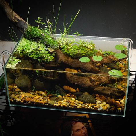 Vivarium Ideas, Underwater Garden, Biotope Aquarium, Fish Aquarium Decorations, Fish Tank Themes, Amazing Aquariums, Fish Tank Terrarium, Goldfish Tank, Glass Canopy