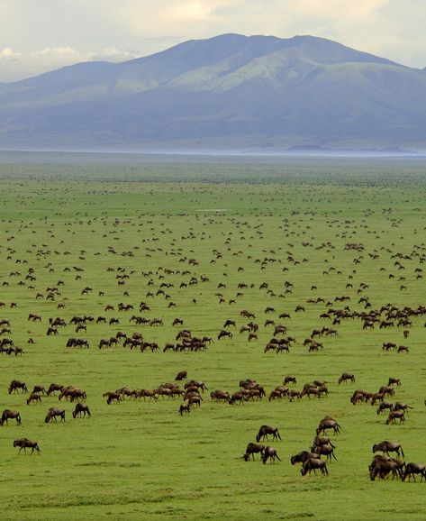 Serengeti National Park, Tanzania ! https://jesseyjay9.wordpress.com/2015/08/24/cheap-flights-africa/ Serengeti Tanzania, Tanzania Travel, Zhangjiajie, Tanzania Safari, Serengeti National Park, Afrikaanse Kunst, Green Field, Arusha, Snowdonia