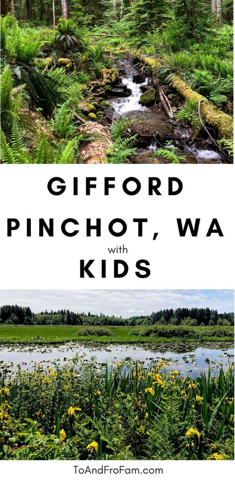 Explore Gifford Pinchot National Forest with kids to see beautiful Washington waterfalls, kid-friendly hikes and off-the-grid camping. To & Fro Fam Washington Waterfalls, Gifford Pinchot National Forest, Monongahela National Forest, Ozark National Forest, Shawnee National Forest, Plitvice National Park, Olympic National Forest, Los Padres National Forest, Mt St Helens