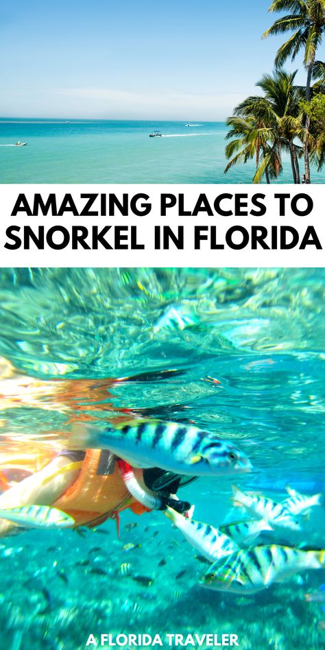 Ready to do some amazing snorkeling in Florida? Here are some of our favorite spots for snorkeling where you can see plenty of tropical fish and other marine life. If you are traveling in Florida, be sure to check out some of these great places for snorkeling. Best Snorkeling In The World, Snorkel Aesthetic, Florida Snorkeling, Indian Shores Florida, Best Places In Florida, Florida Trips, Villages Florida, Things To Do In Florida, Florida Vacation Spots