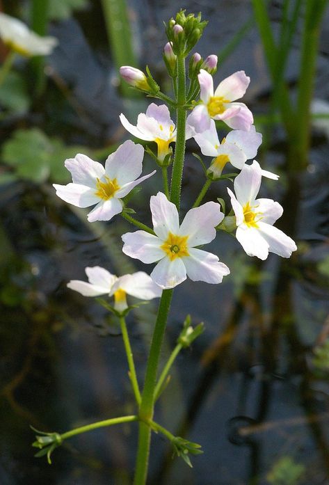 Stating the qualities of a Water Violet person, Dr. Bach wrote: Water Violet, Bach Flowers, Bach Flower Remedies, Alpine Flowers, Flower Remedy, British Flowers, Pond Plants, Flower Essences, Garden Pond