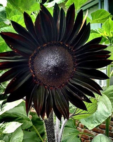 True Black Ornamental Sunflower Seeds  · Package: Professional Pack  · Quantity: 20 Seeds / Pack  · Zones: 1-11  · Germination rate: High Black Sunflower, Goth Garden, Red Sunflowers, Gothic Garden, Black Garden, Moon Garden, Unusual Flowers, Rare Flowers, Black Flowers