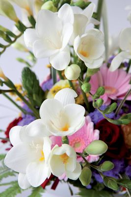 Fresias Freesia Bouquet, Magical Flowers, Freesia Flowers, Dark Pictures, Pretty Plants, Natural Gifts, Flower Beauty, Body Art Tattoos, Trees To Plant