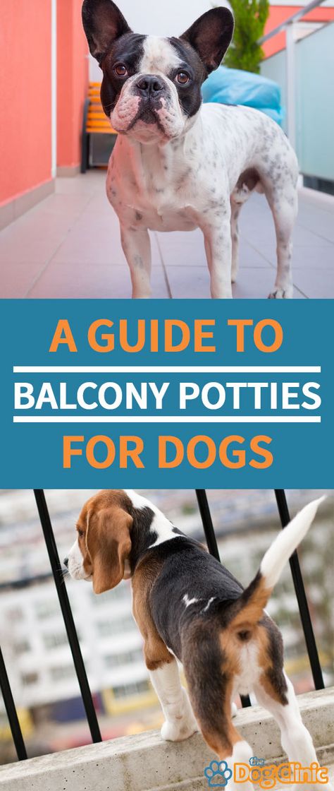 Apartment Patio Dog Potty, Dog Apartment Balcony, Balcony For Dogs, Balcony Dog Potty, Porch Potty, Dog Potty Area, Animal Humor Dog, Apartment Dogs, Dog Toilet