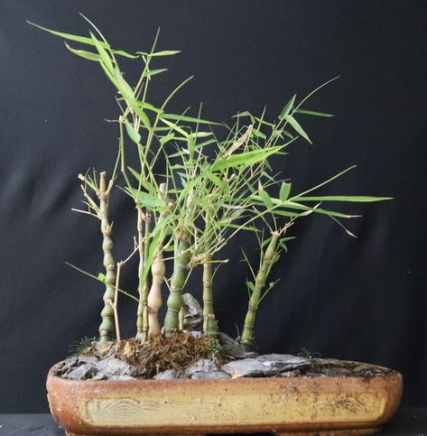 We celebrated Bamboo day by creating a Bamboo forest Bamboo Bonsai, Bonsai Forest, Plant Arrangement, Forest Grove, Art Live, Fast Growing Plants, Bonsai Plants, Bamboo Forest, Cool Plants