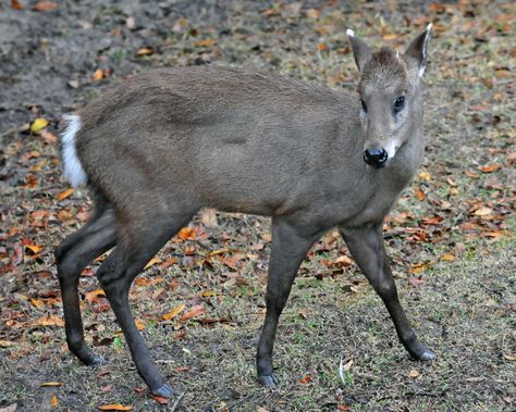 Tufted Deer, Musk Deer, Deer Species, Small Deer, Deer Running, Deer Photos, Fallow Deer, Kingdom Animalia, Vulture Culture