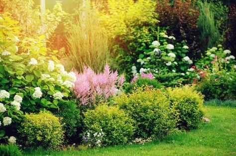 6 Easy Ideas for Landscaping Property Lines | Kellogg Garden Organics™ Companion Planting Guide, Hydrangea Petiolaris, Small Shrubs, Hardy Plants, Flowering Shrubs, Companion Planting, Small Gardens, Beautiful Blooms, Summer Garden