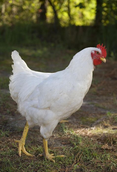 Laying Hens Breeds, Hen Breeds, Black And White Chicken, Big Drawings, Broody Hen, Walking Pictures, Plymouth Rock Chicken, Egg Laying Hens, Black And White Chickens