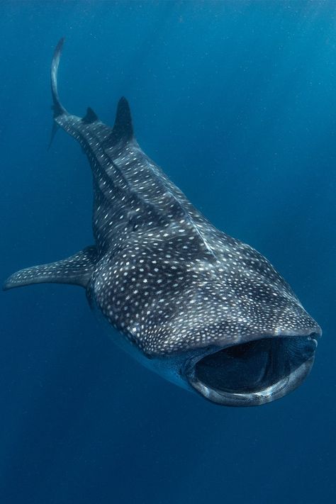 Whale Sharks Cute, Underwater Creatures Photography, Whale Shark Photo, Whale Shark Reference, Sea Fish Photography, Whale Shark Photography, Whales Photography, Sea Life Photography, Whale Photography