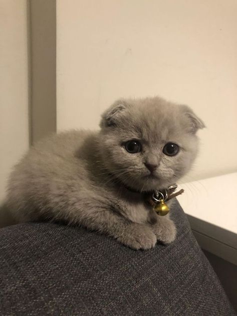 pinterest // ιѕåвєℓℓå ℓιåиg | Cute cats and dogs, Cat scottish fold, Cute animals Scottish Fold Kittens, Most Popular Cat Breeds, Popular Cat Breeds, Dream's Cat, Cute Cats Photos, Scottish Fold, Cat Behavior, Domestic Cat, Cute Cats And Kittens