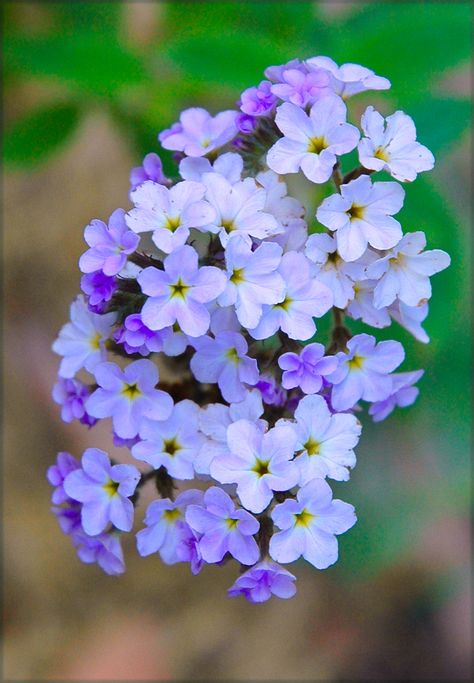 Heliotrope Heliotrope Flower, Sensory Gardens, Tiger Butterfly, Rapunzel Wedding, School Gardens, Small Purple Flowers, Garden Magazine, The Metamorphosis, Australian Plants