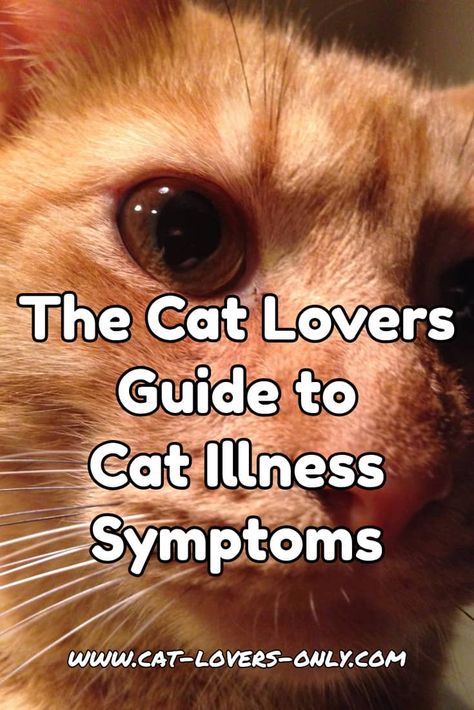 Cat Diseases, Cat Health Problems, Cat Illnesses, Cat Health Care, Healthy Cat, Cat Care Tips, Kitten Care, Senior Cat, Cat Help