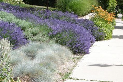 Low Maintenance Backyard, Blue Fescue, Free Front, Foundation Planting, Planting Shrubs, Low Maintenance Landscaping, Ground Cover Plants, Pollinator Garden, Green Lawn