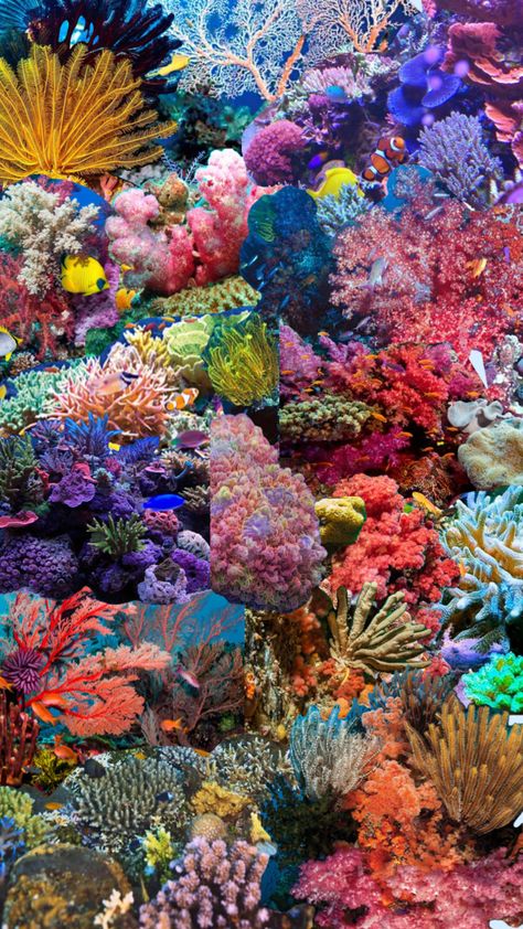 The coral reef #coralreef #ocean #sea #vibes Coral Reef Pictures, Coral Reef Photography, Coral Reef Color, Sea Vibes, Intro To Art, Underwater Plants, Underwater Painting, Sea Plants, Coral Art