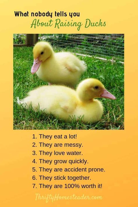 Raise Ducks For Beginners, Homesteading Ducks, Tropical Picnic, Homesteading Animals, Backyard Ducks, Duck Coop, Duck Farming, Chicken Poop, Raising Ducks