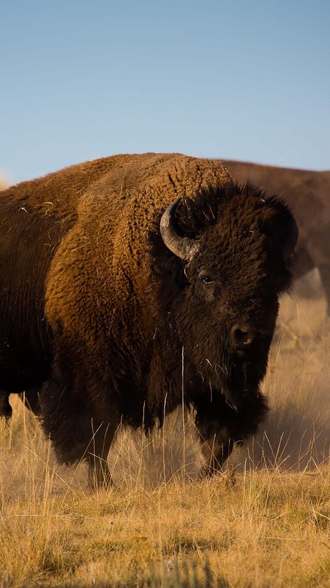 Bison Wallpaper Iphone, Bison Wallpaper, Buffalo Wallpaper, Bison Photography, Hunting Wallpaper, American Countryside, Buffalo Animal, Bison Art, Wild Animals Photography