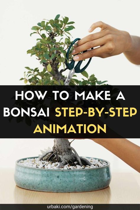 Bonsai is an art that has been studied and refined for centuries, but don't let that scare you. With a little guidance, you are perfectly capable of growing your own Bonsai trees without a green mystic thumb. Be sure to choose a tree species suitable for the climate in your area and follow basic care guidelines. In this video tutorial, you will discover a simple step-by-step animation, which explains how to start Bonsai cultivation and introduce the main basic techniques. It is important to... Bonsai Growing, Money Tree Bonsai, How To Grow Bonsai, Garden Bonsai Tree, Bonsai Making, Bonsai Diy, Japanese Bonsai Tree, Jade Bonsai, Bonsai Tree Types