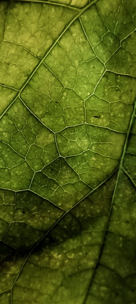 Natural Structures Photography, Leaf Macro Photography, Leaf Veins Art, Natural Form Mood Board, Leaf Concept Architecture, Steampunk Tinkerbell, Entwined Art, Leaf Outfit, Forest Mood Board