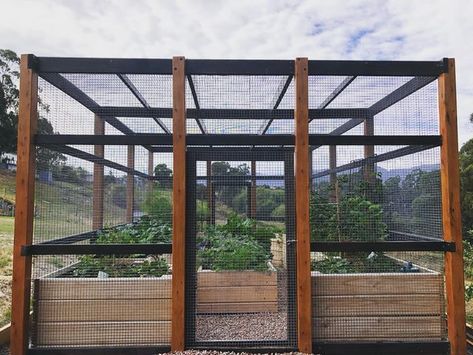 Adam Beswick on Instagram: "Recently checked up on one of our enclosed veggie structures we built last year and you can see the produce is just exploding 🌿💥 #veggiegarden #homegrown #vegetablegarden #landscaping #productivegarden #veggiepatch" Vege Garden Design, Enclosed Garden Structures, Enclosed Garden Beds, Garden Enclosure Ideas, Raised Veggie Gardens, Veggie Garden Design, Designing A Garden, Garden From Scratch, Enclosed Garden