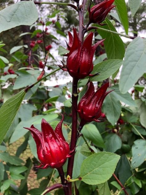 Roselle Hibiscus– An Herb with Many Names – The Herb Society of America Blog Roselle Plant, Red Sorrel, Roselle Hibiscus, Flowers Hibiscus, Hibiscus Sabdariffa, Vegetables Garden, Garden Mural, Strange Flowers, Hibiscus Plant