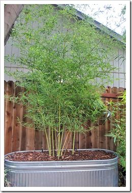 Succulents and More: Bamboo stock tank update Bamboo In Trough Planter, Stock Tank Planters Ideas, Stock Tank Planters, Stock Tank Flower Planter, Stock Tank Planter, Stock Tank Garden, Stock Tank Gardening, Bamboo Planters, Shady Plants